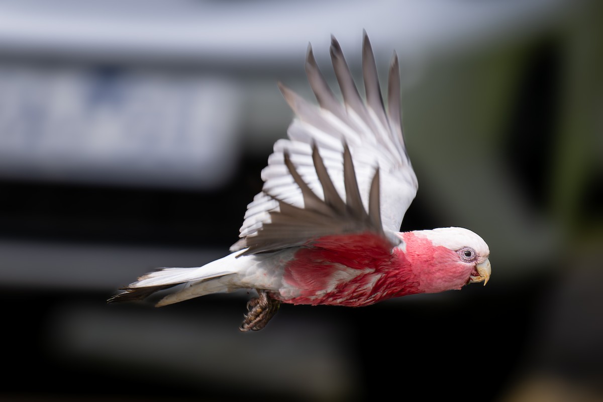 Galah - ML644605678