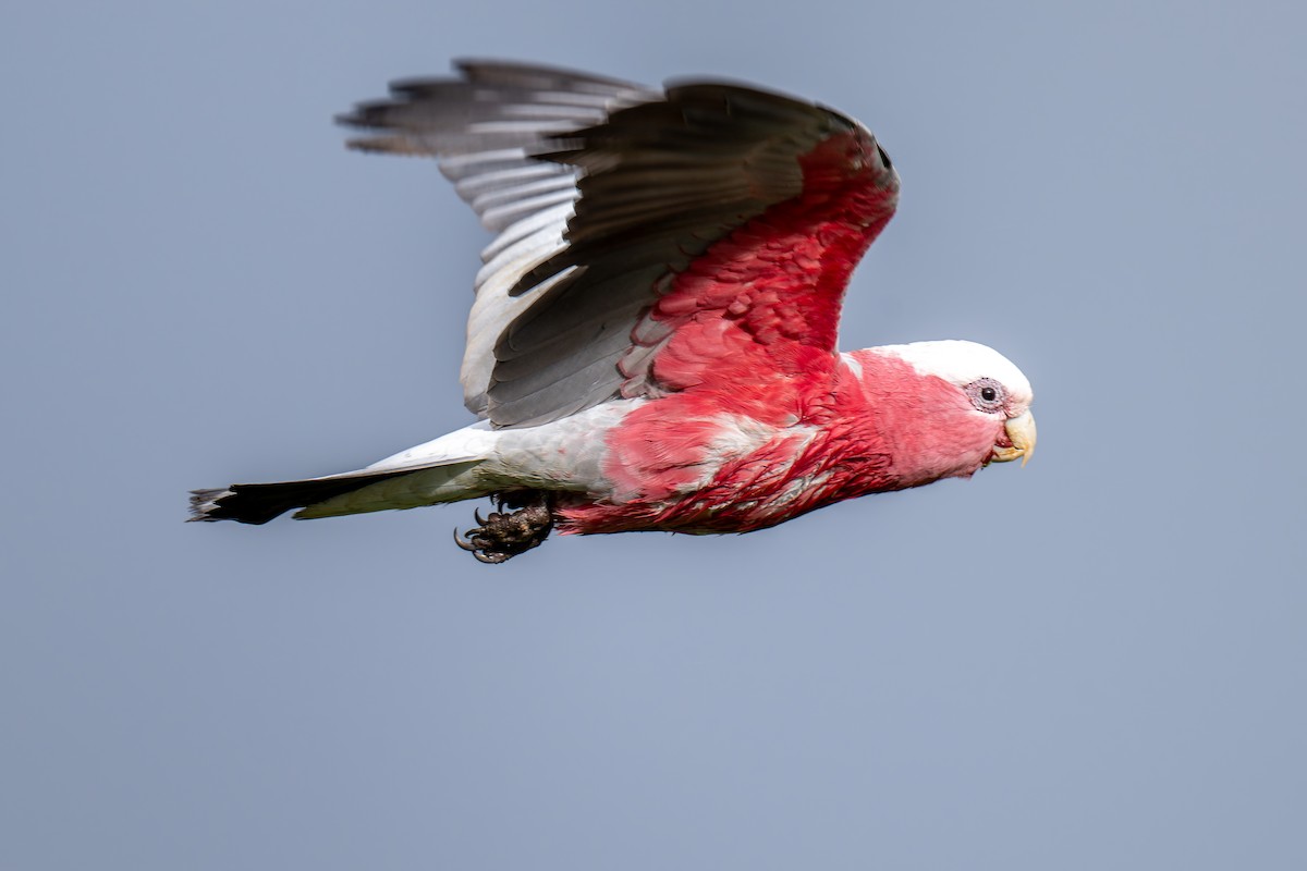 Galah - ML644605679