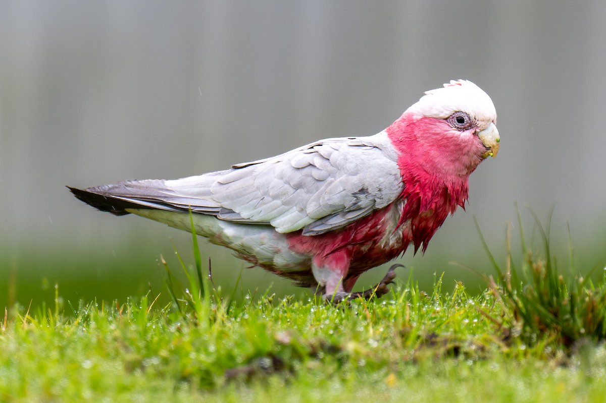 Galah - ML644605680