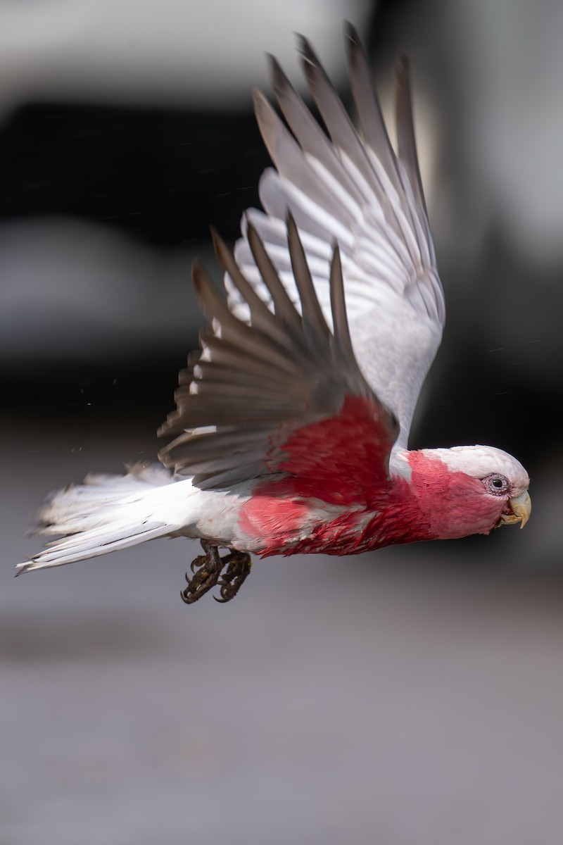 Galah - ML644605681