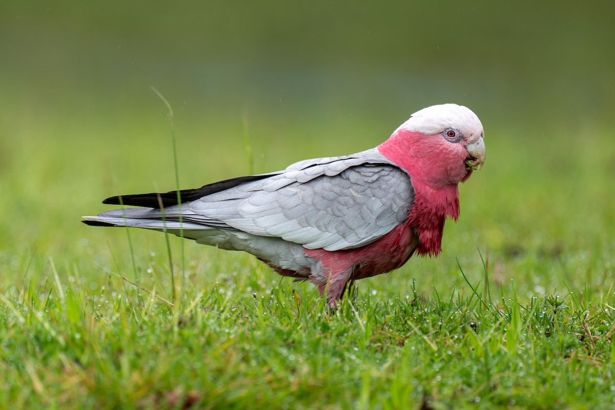 Galah - ML644605683