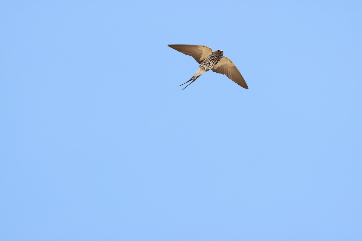 Lesser Striped Swallow - ML644605686