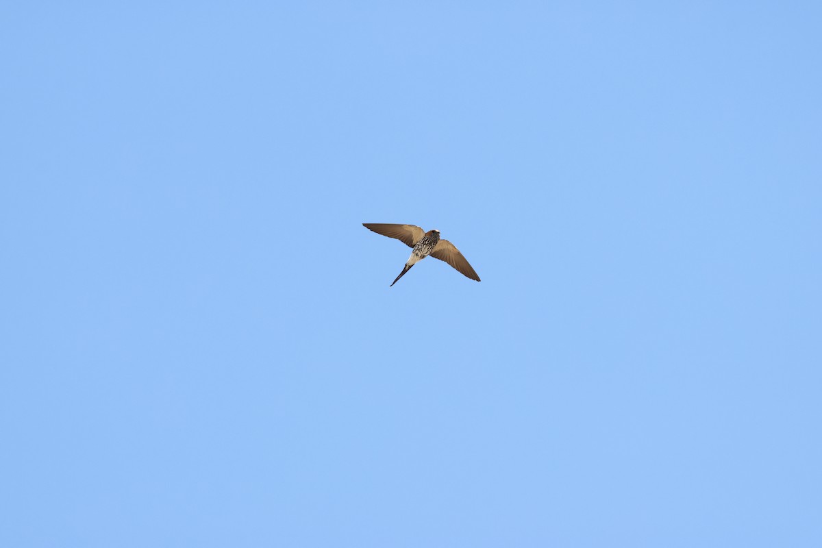 Lesser Striped Swallow - ML644605687