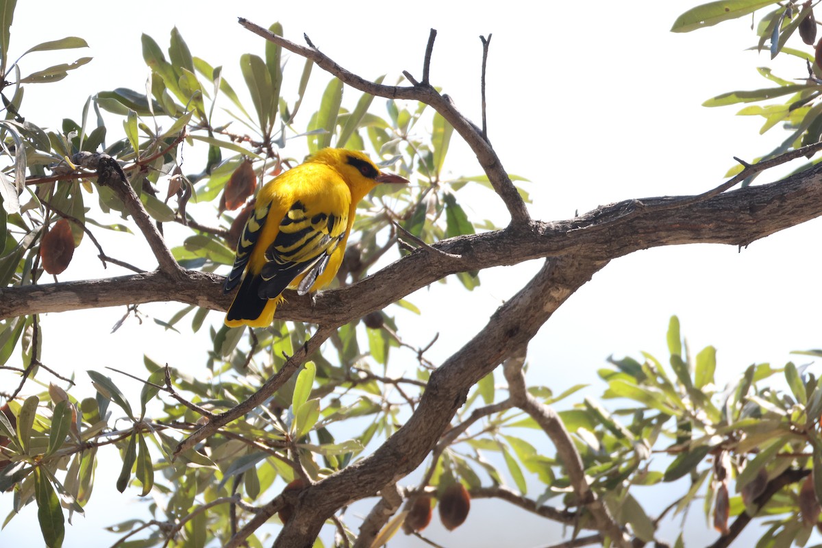 アフリカコウライウグイス - ML644605697