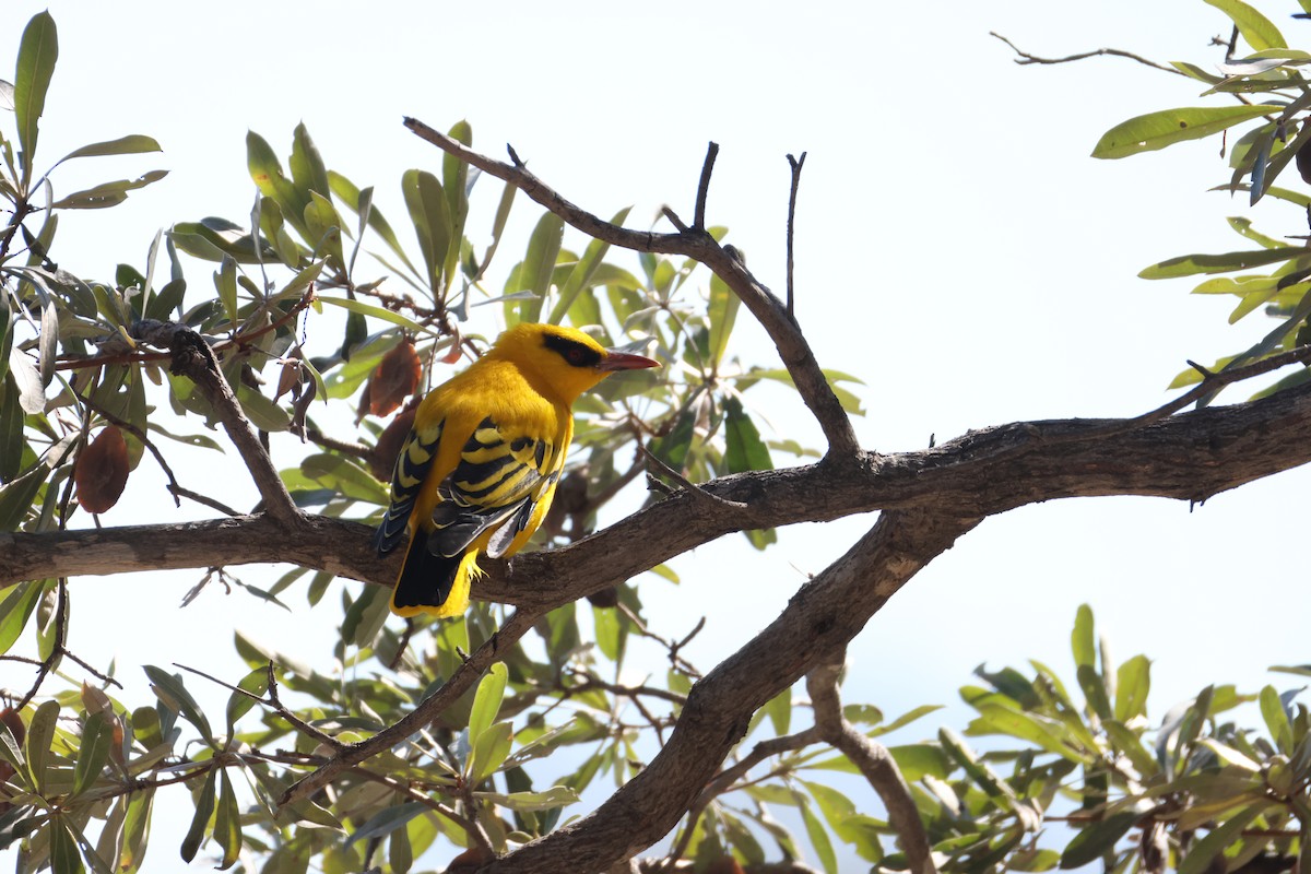 アフリカコウライウグイス - ML644605698