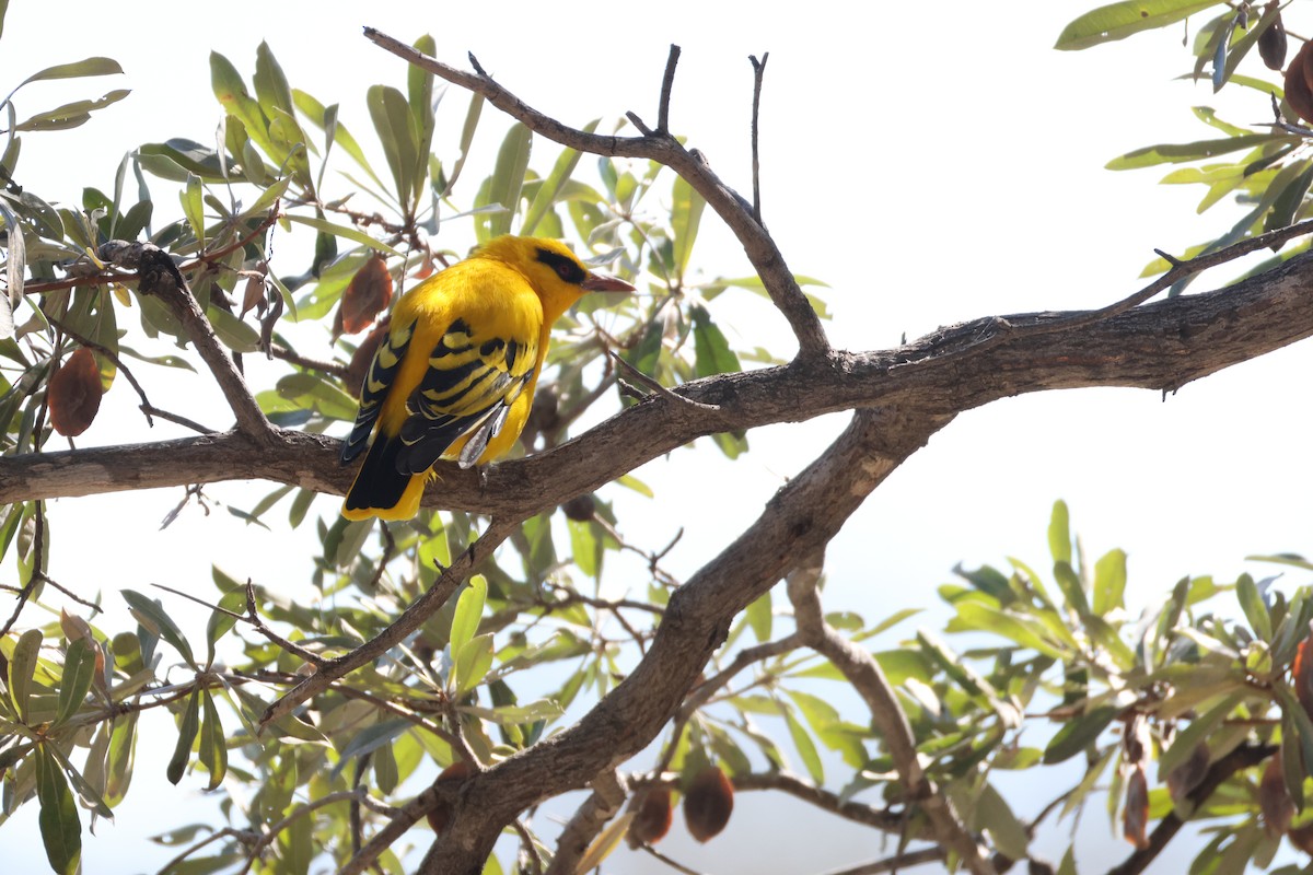 アフリカコウライウグイス - ML644605699