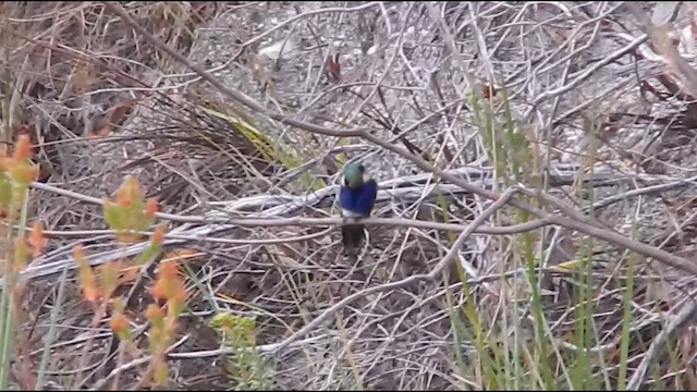 Colibrí Colaceleste - ML644605704