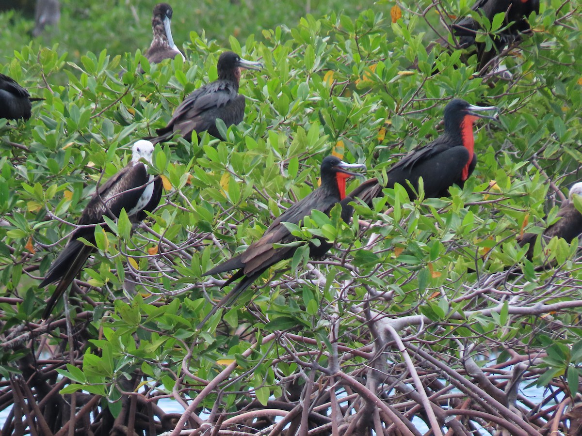 Muhteşem Fregatkuşu - ML644605705