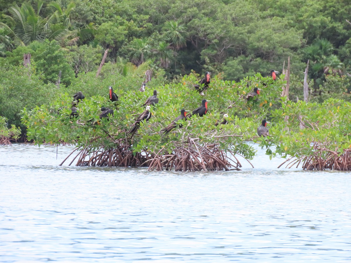 Muhteşem Fregatkuşu - ML644605706