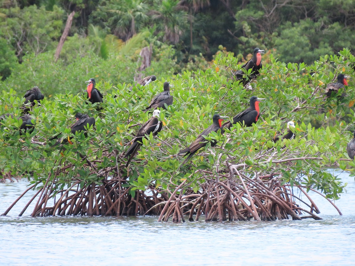 Muhteşem Fregatkuşu - ML644605707