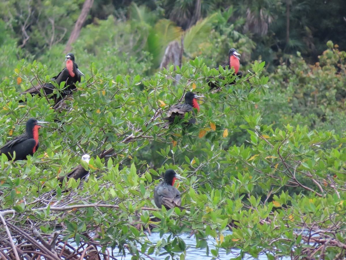 Muhteşem Fregatkuşu - ML644605708