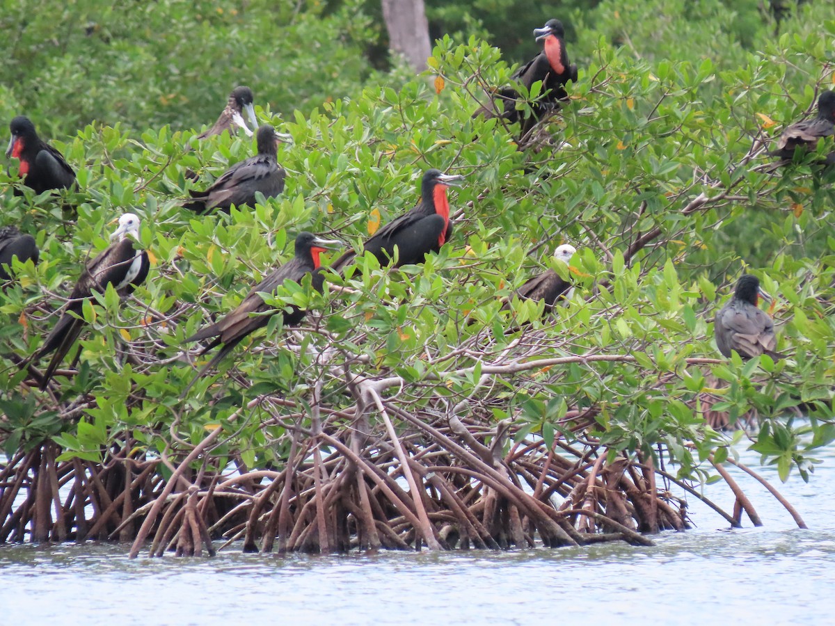 Muhteşem Fregatkuşu - ML644605709