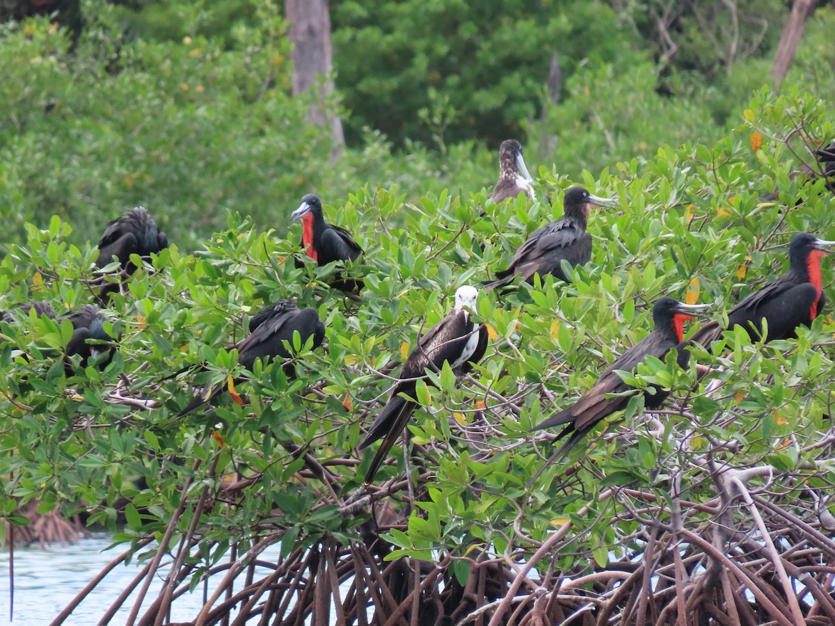 Muhteşem Fregatkuşu - ML644605710