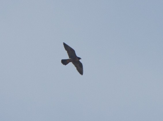 vandrefalk - ML644605728