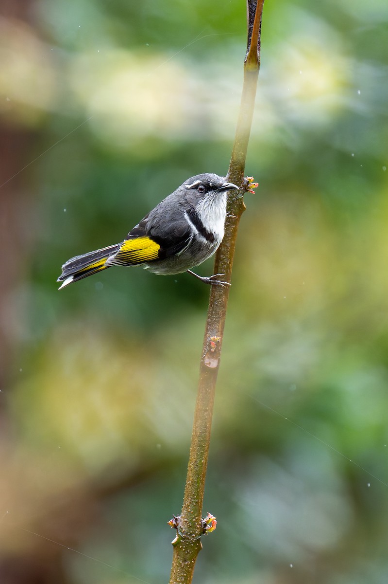 Crescent Honeyeater - ML644605732