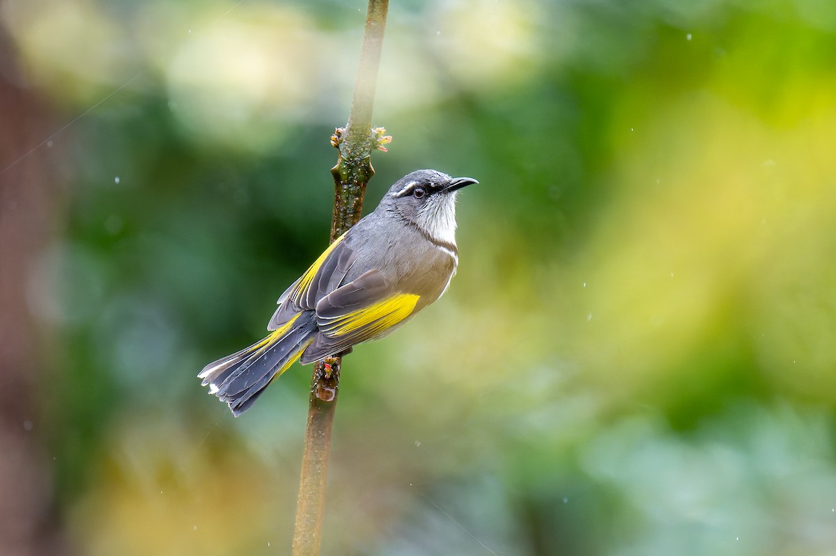Crescent Honeyeater - ML644605733