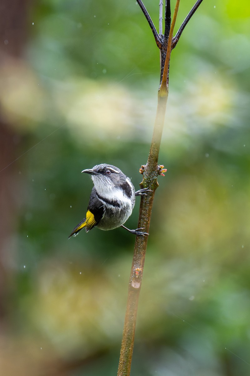 Crescent Honeyeater - ML644605734