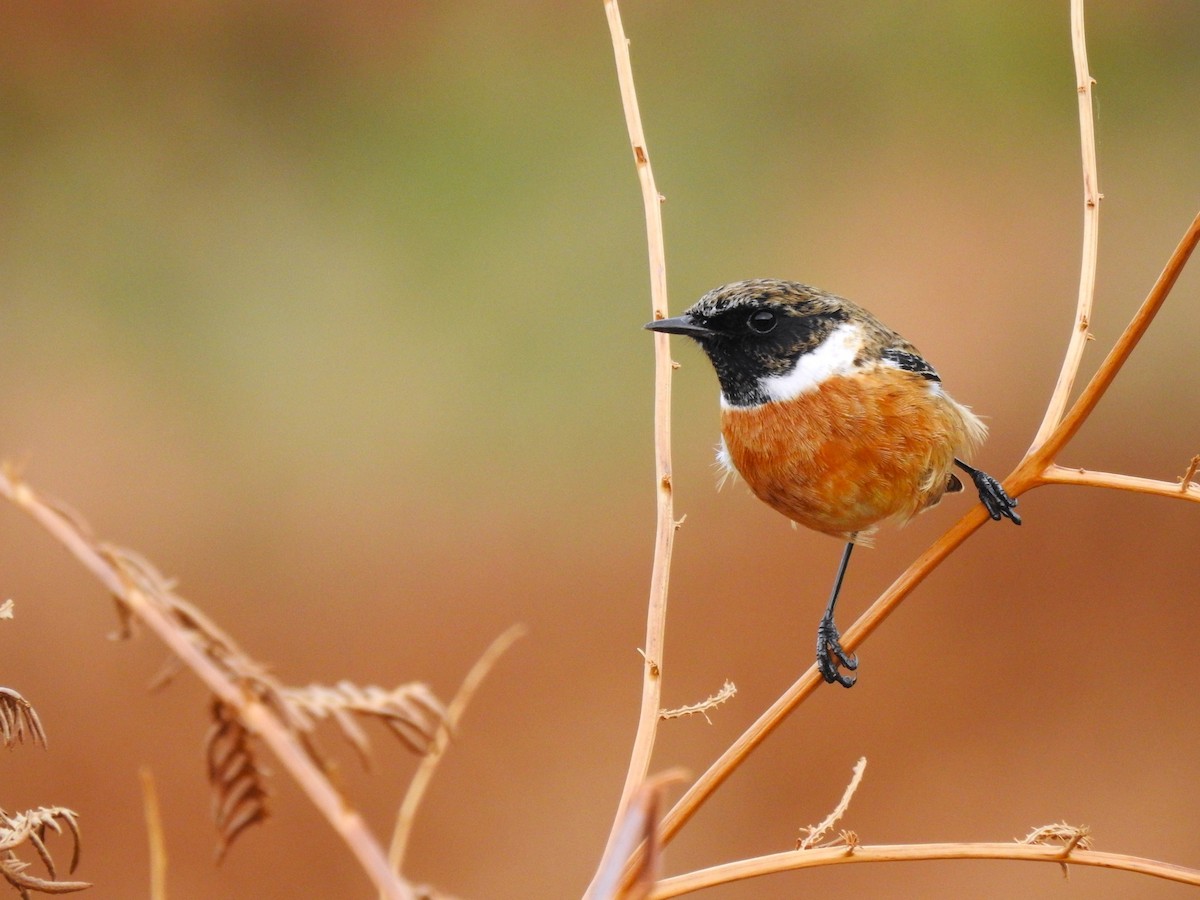 European Stonechat - ML644605735