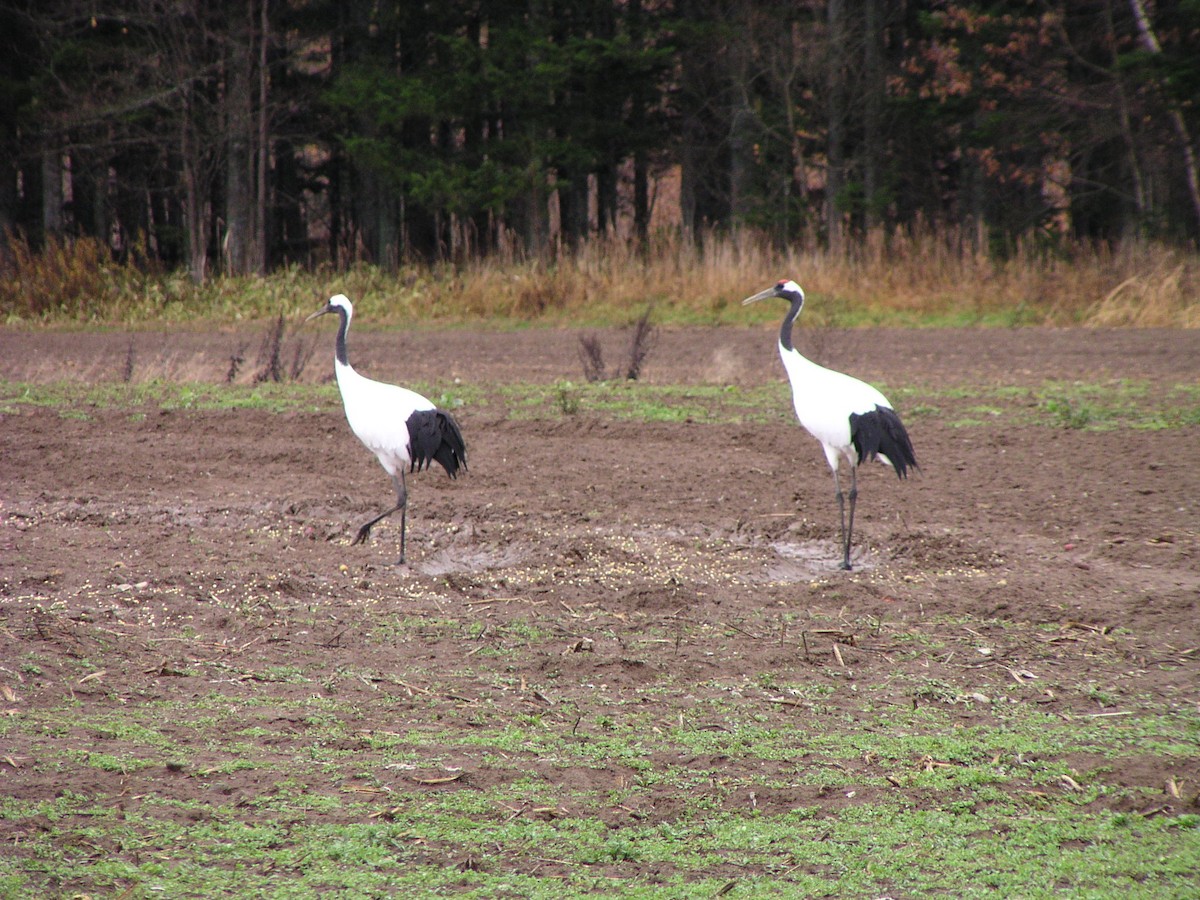 Red-crowned Crane - ML644605740