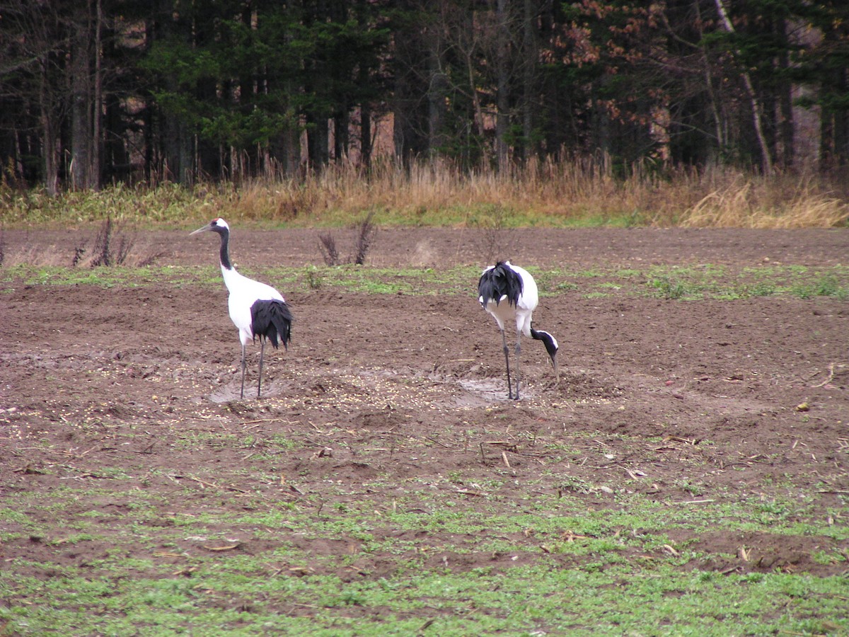 Red-crowned Crane - ML644605741