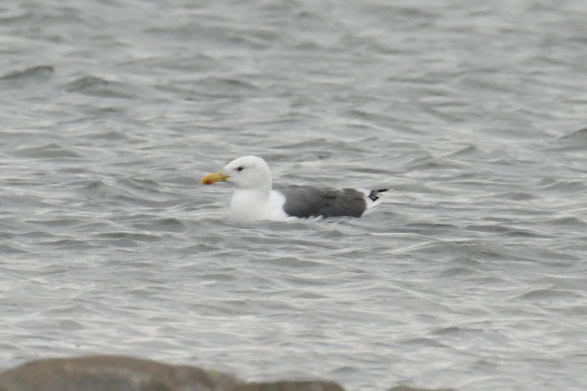 Heringsmöwe - ML644605744