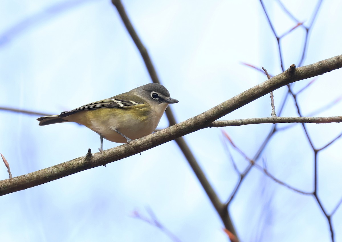 Blue-headed Vireo - ML644605749