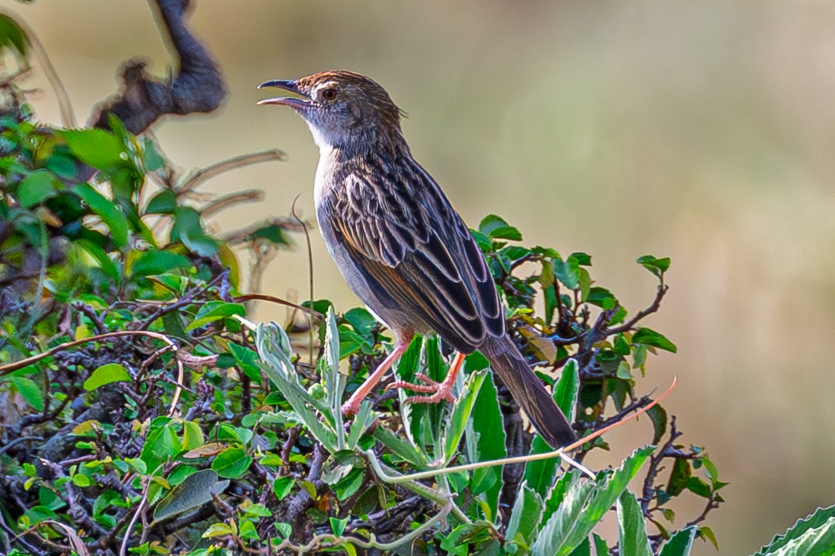 Rattling Cisticola - ML644605750