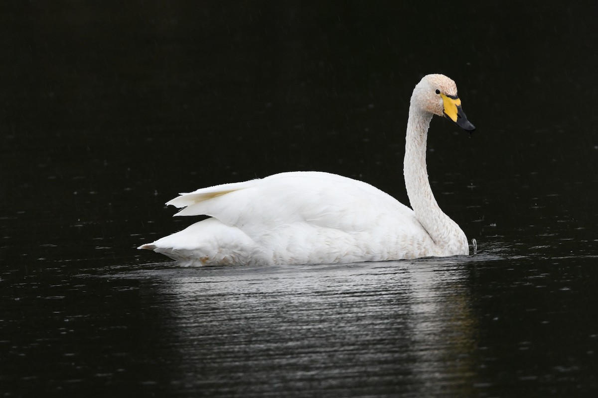 labuť zpěvná - ML644605751