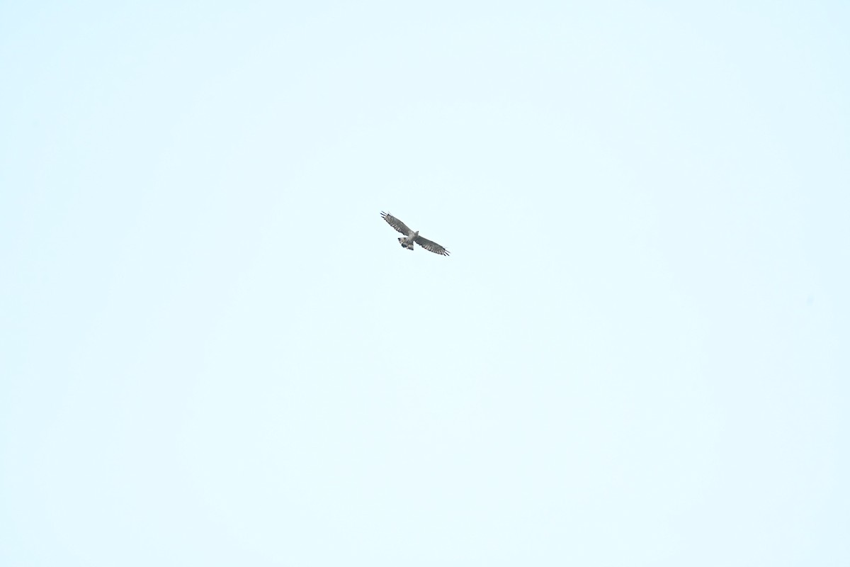 Bondrée orientale - ML644605752