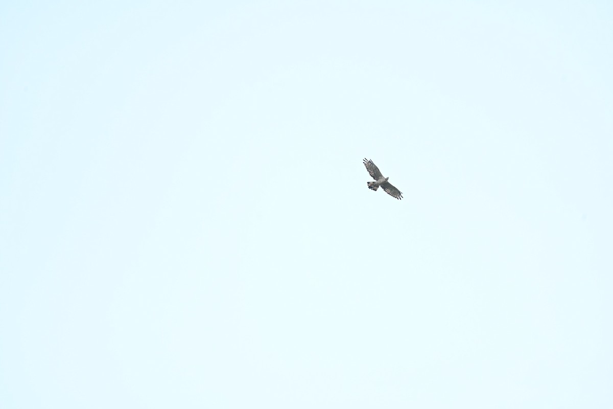 Bondrée orientale - ML644605753