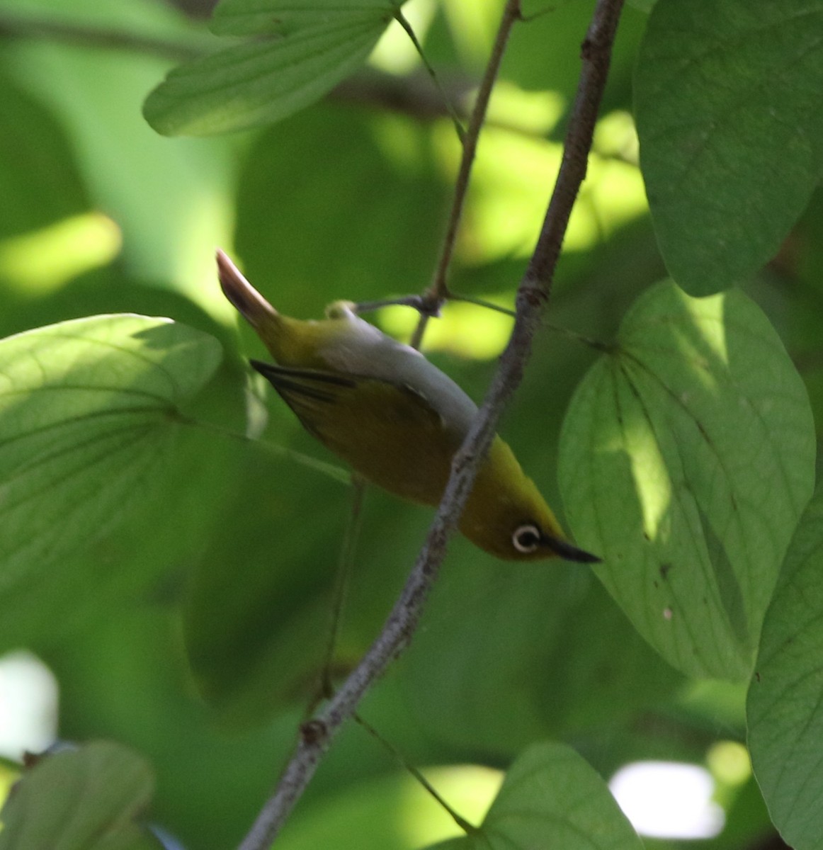 Indian White-eye - ML644605757