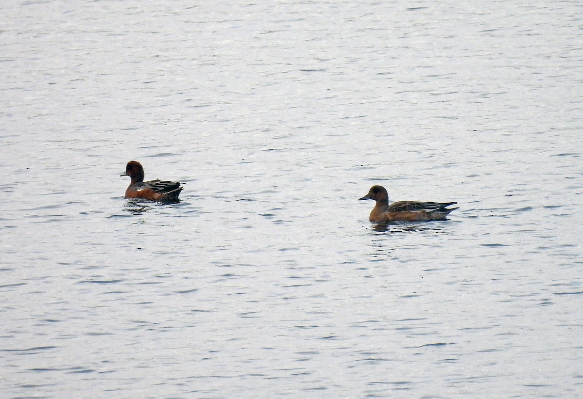 Eurasian Wigeon - ML644605761