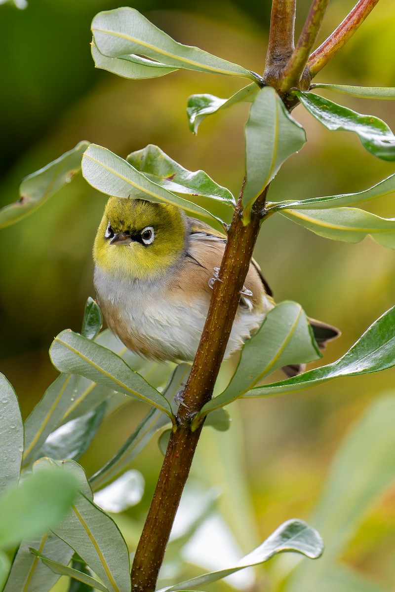 Silvereye - ML644605768