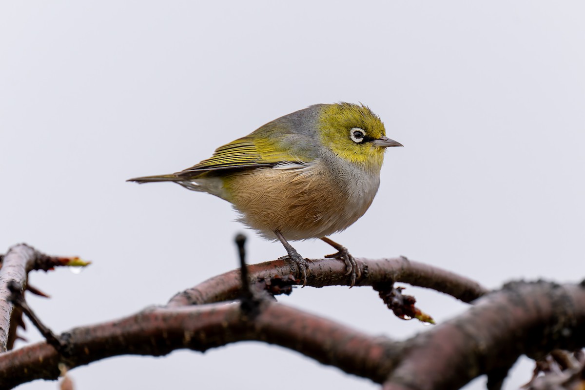 Silvereye - ML644605769