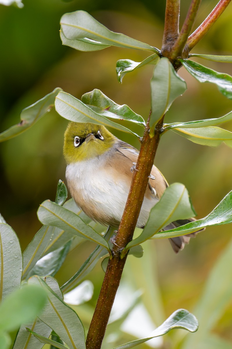 Silvereye - ML644605770