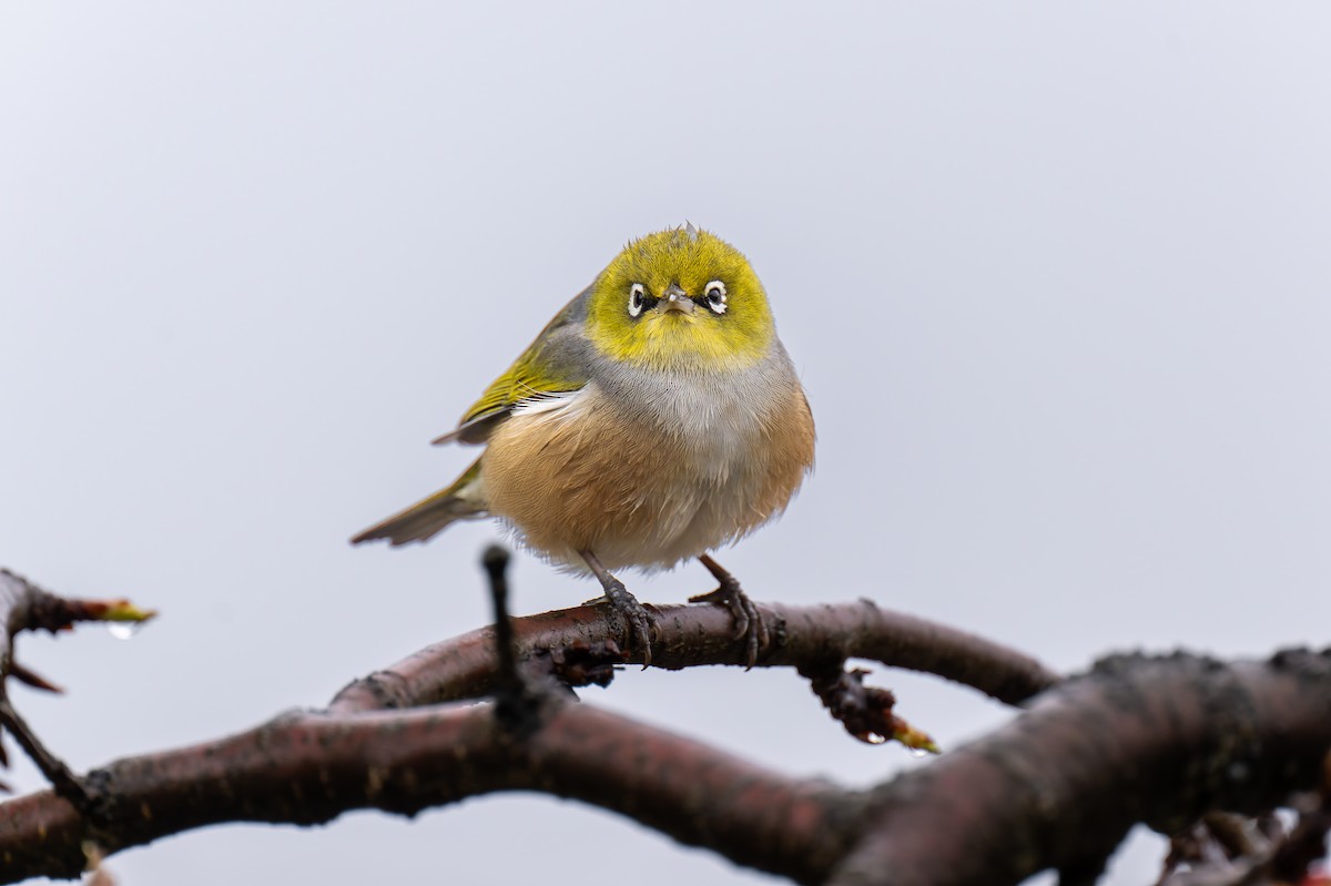 Silvereye - ML644605771