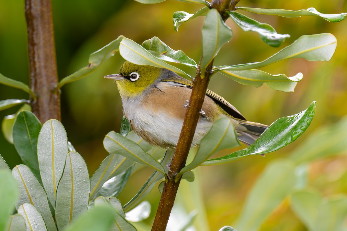 Silvereye - ML644605772