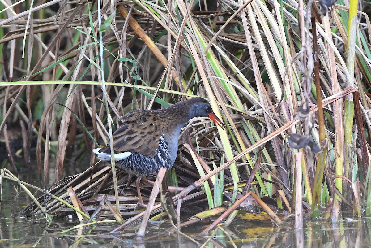 Water Rail - ML644605779