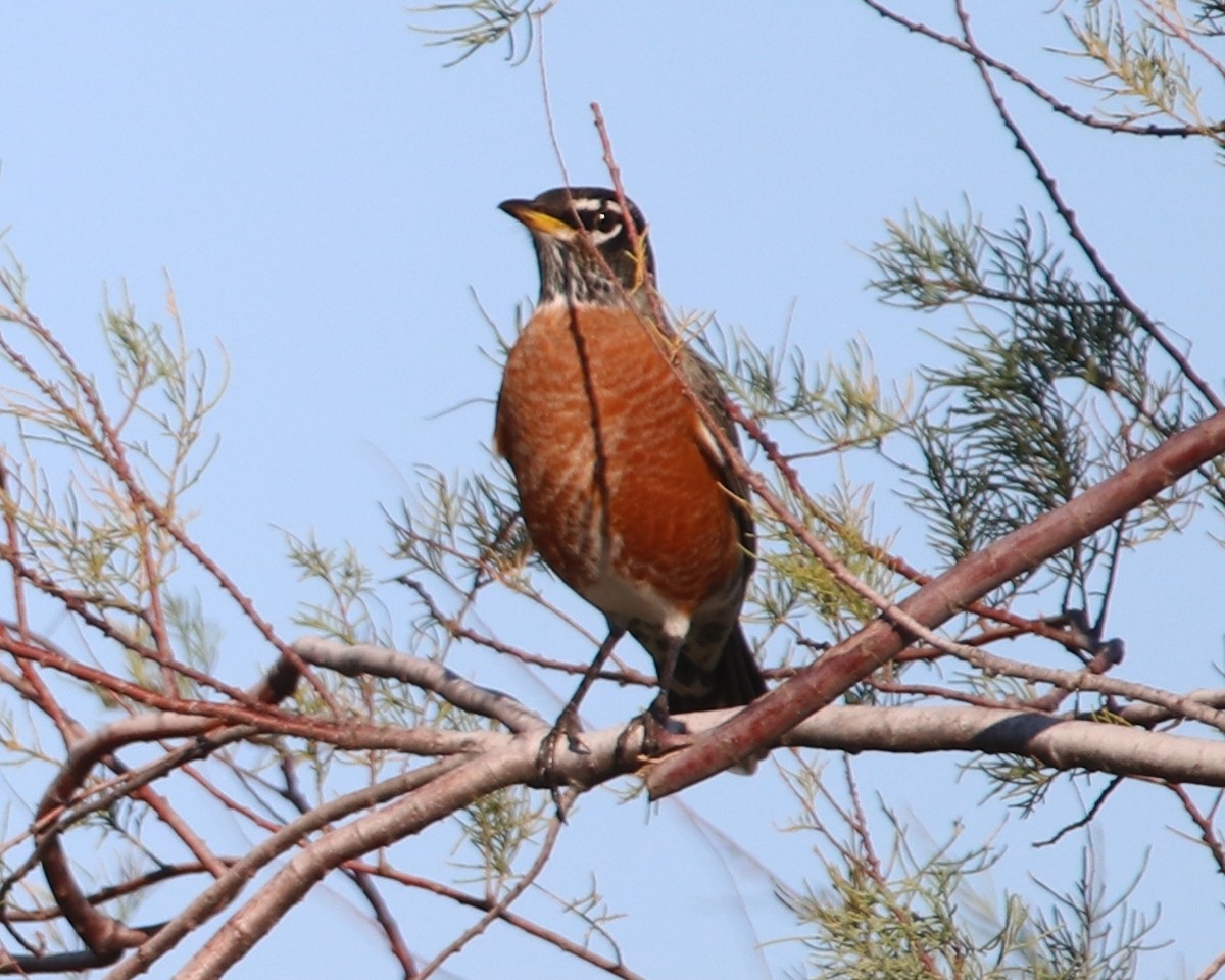 American Robin - ML644605785