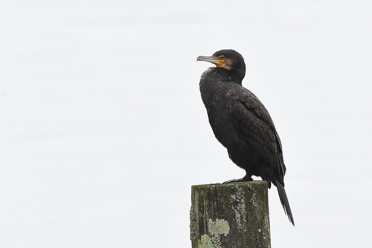 Cormorán Grande - ML644605786