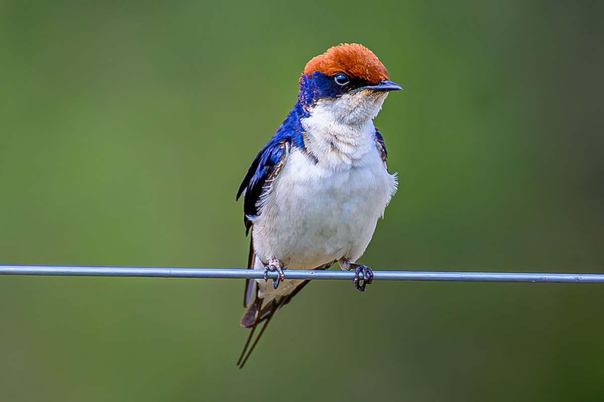 trådstjertsvale - ML644605788