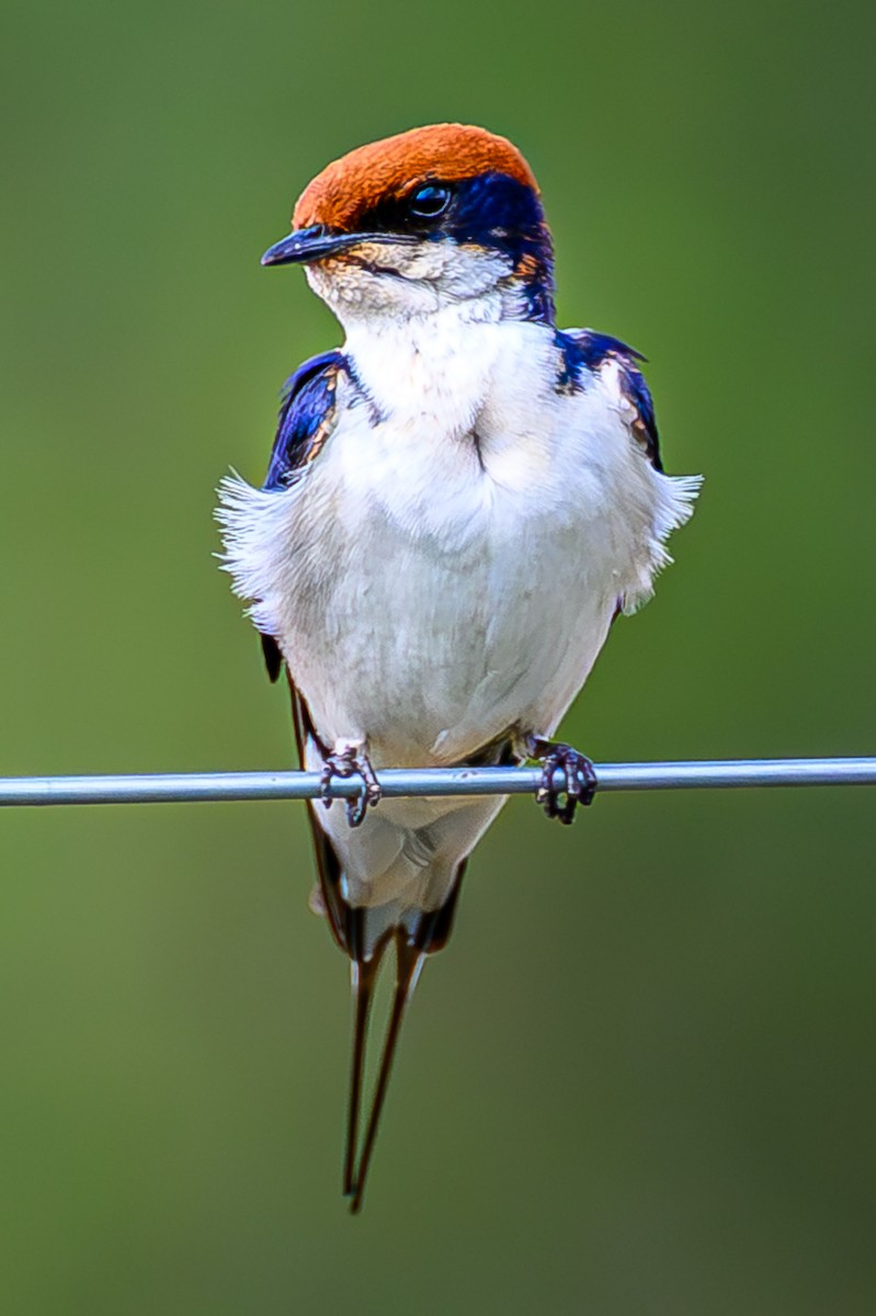 trådstjertsvale - ML644605789