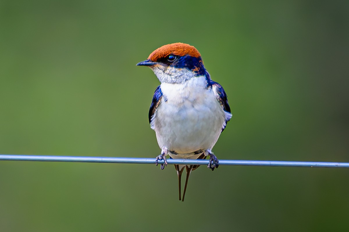 trådstjertsvale - ML644605790