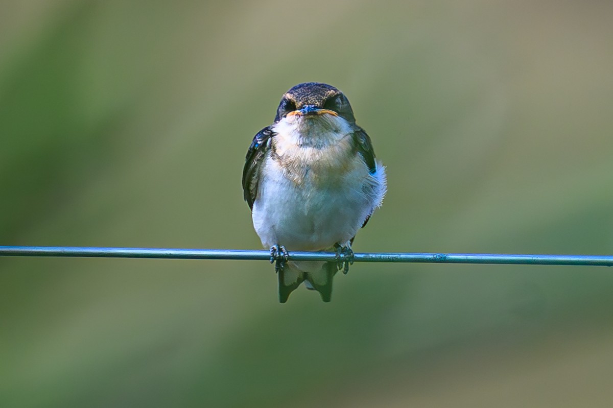 trådstjertsvale - ML644605791