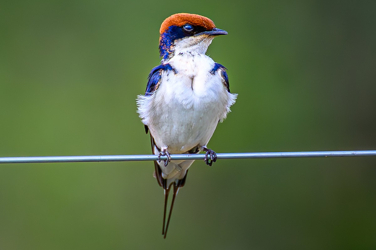 trådstjertsvale - ML644605792