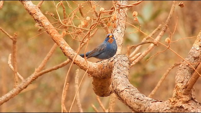 Yal Azul - ML644605797