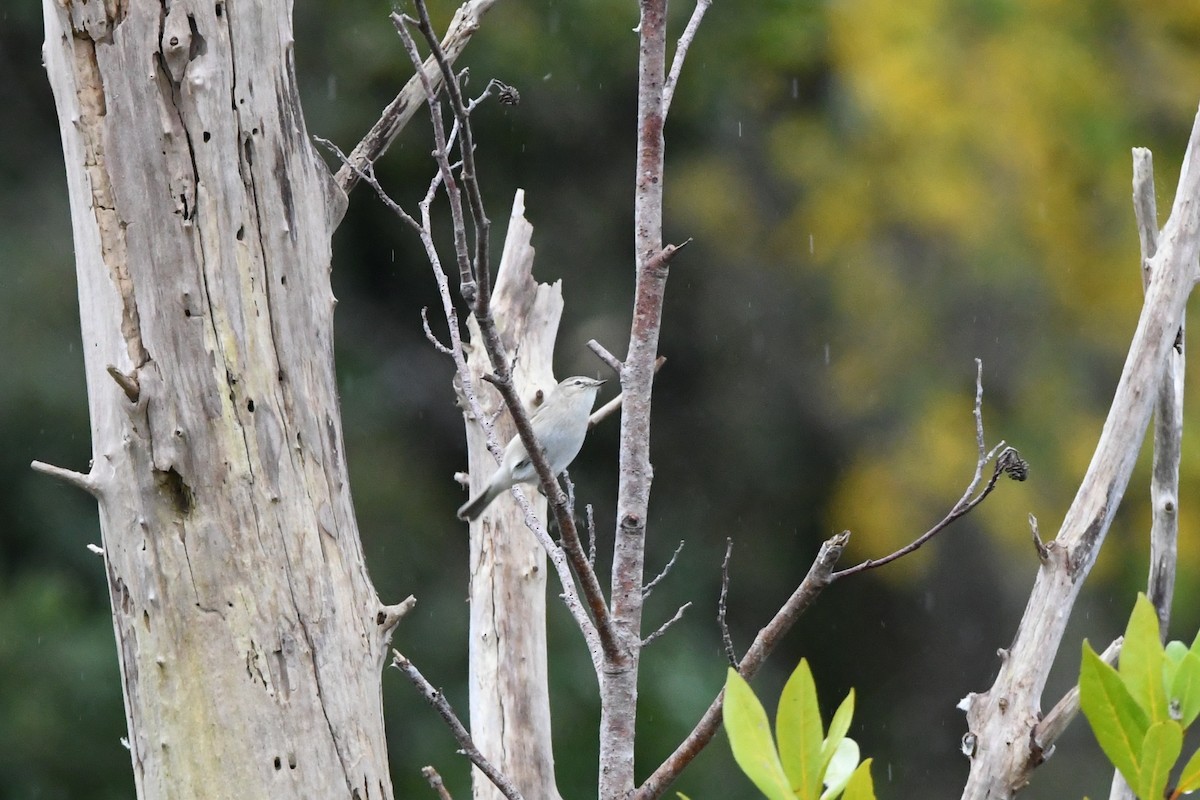 Common Chiffchaff (Siberian) - ML644605803