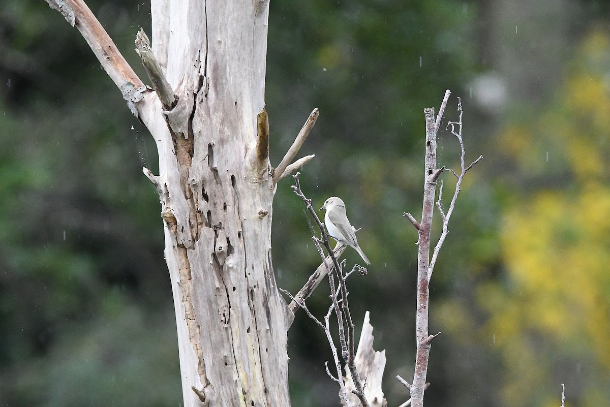 Common Chiffchaff (Siberian) - ML644605805