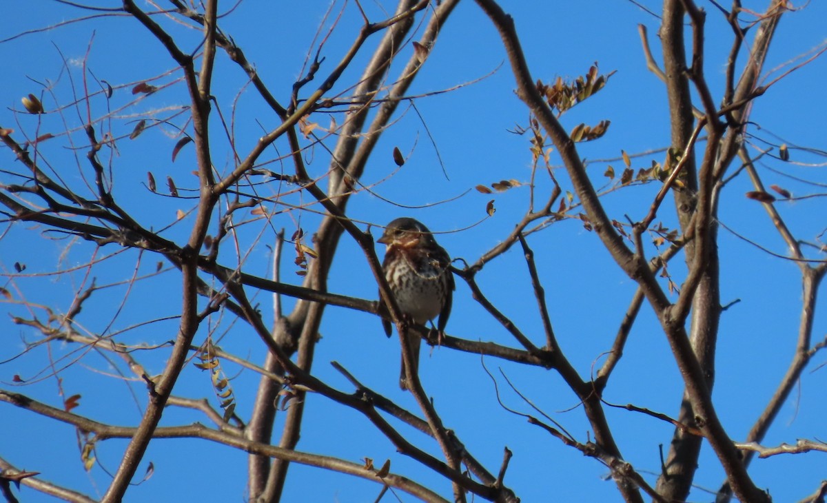 Tilki Renkli Serçe - ML644605807