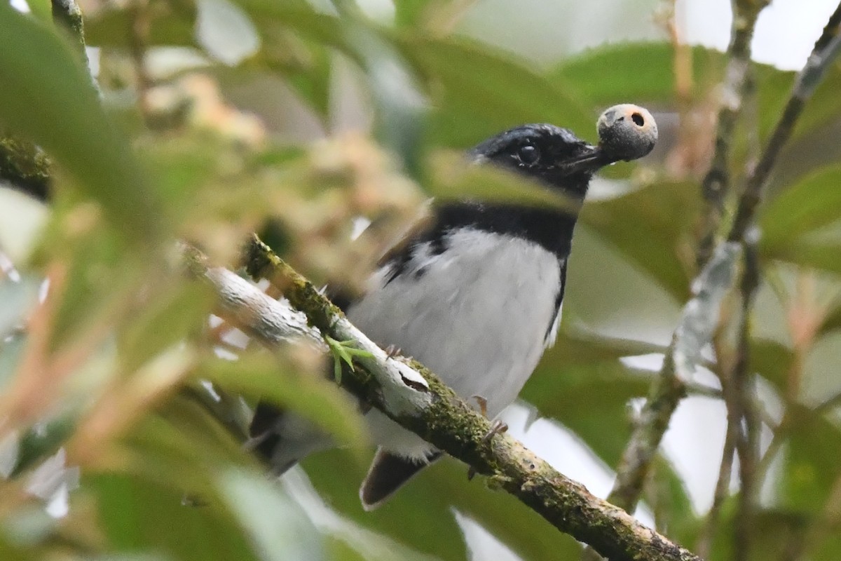 Black-throated Blue Warbler - ML644605809